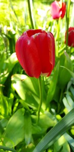 Flora bright red tulip