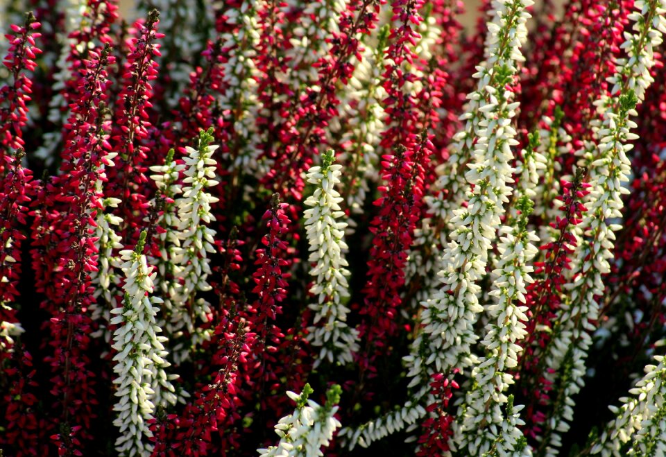 Autumn nature in the fall