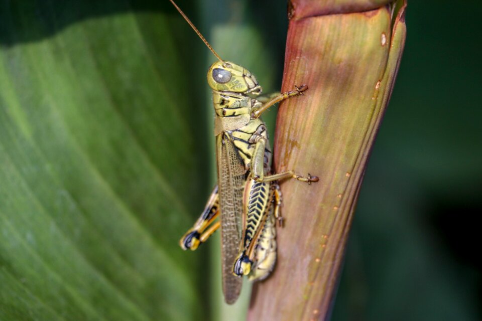 Grass field animal