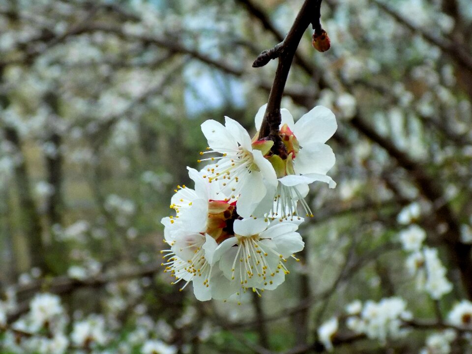 Branch cherry nature