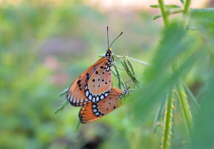 Animal summer outdoor photo