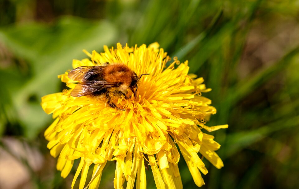 Common dandelion in search of food bee