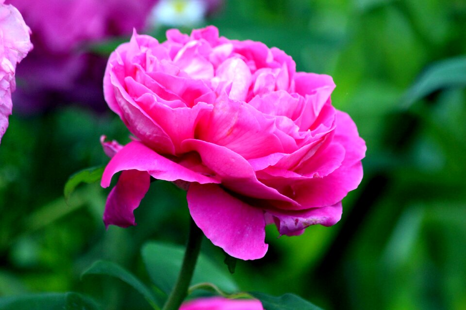 Pink peony garden plant