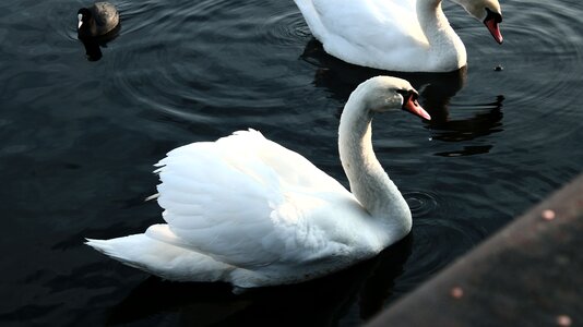 Birds swan nature photo