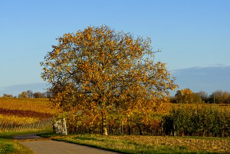 Leaves vineyards wine