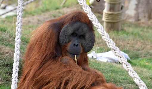 Wild threatened species borneo photo