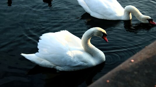Swan animal nature photo
