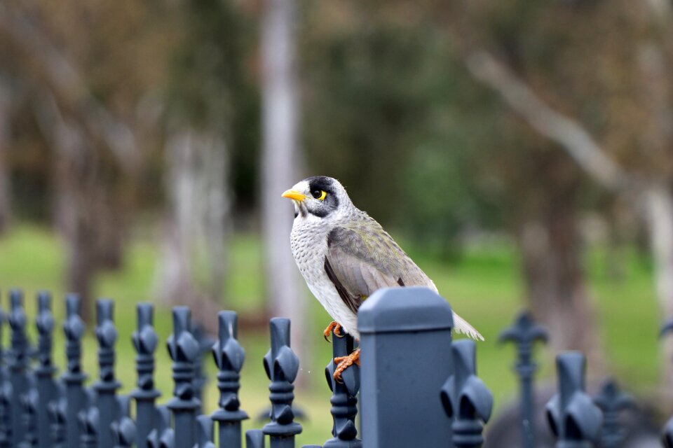 Miner beak australian native bird