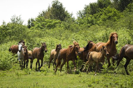 Animal wild outdoor
