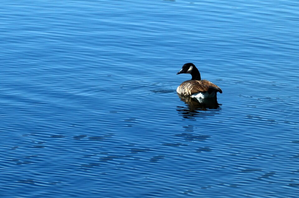 Animal nature waterfowl
