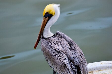 Ocean ave avian