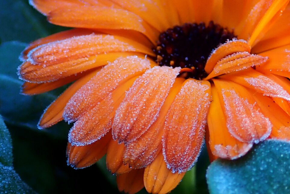 Marigold winter season