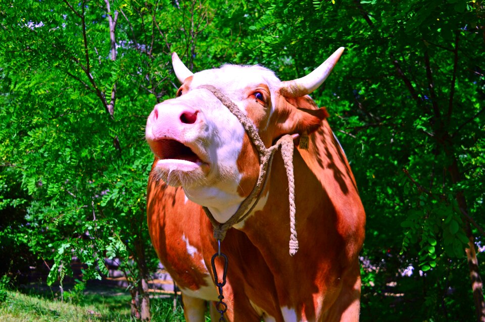 Milk spotted ungulates