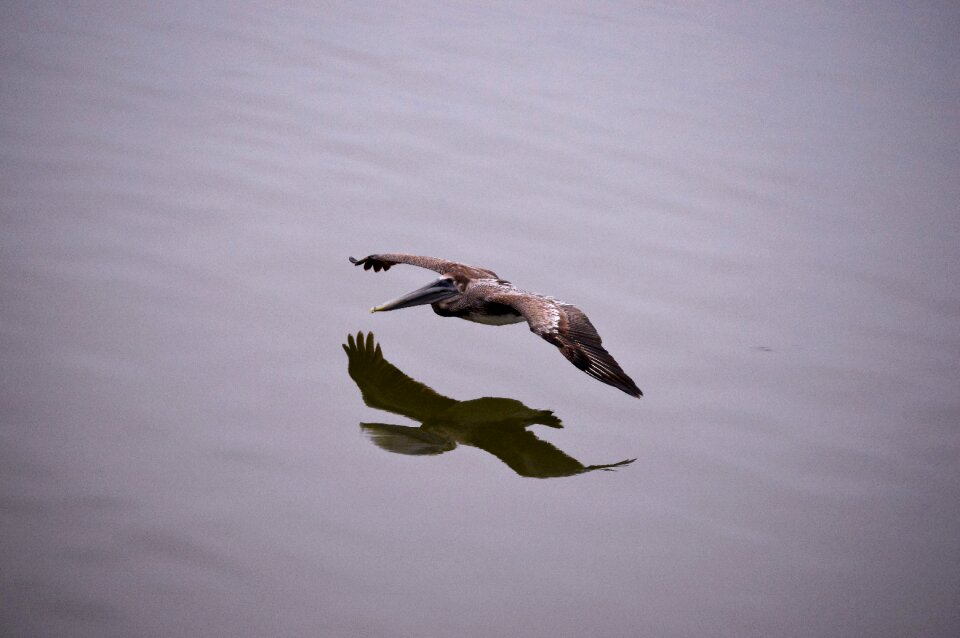 Plumage reflection mirror