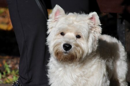 West highland white terrier westie white dog