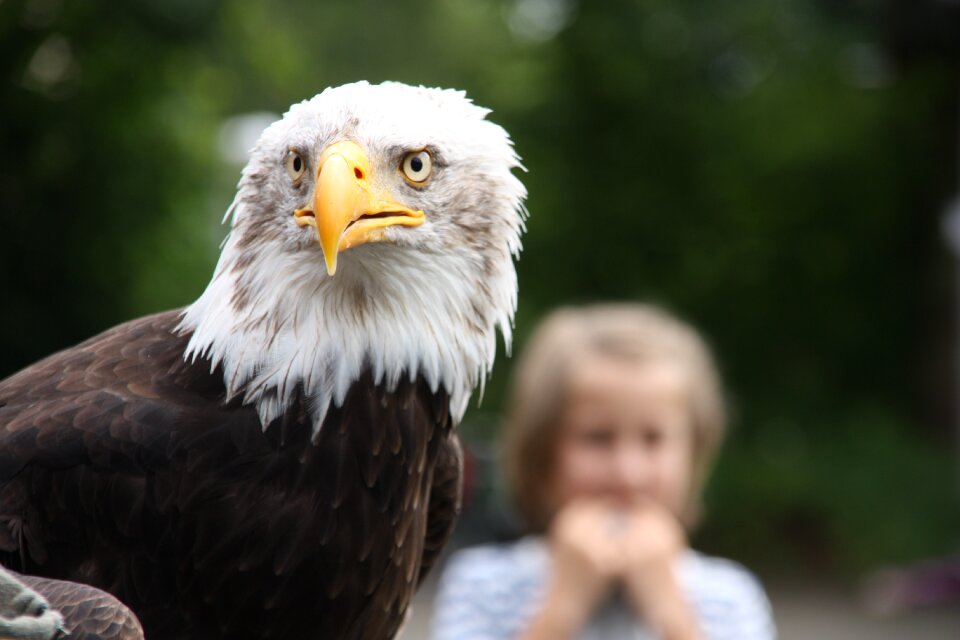 Bird of prey falkner bird