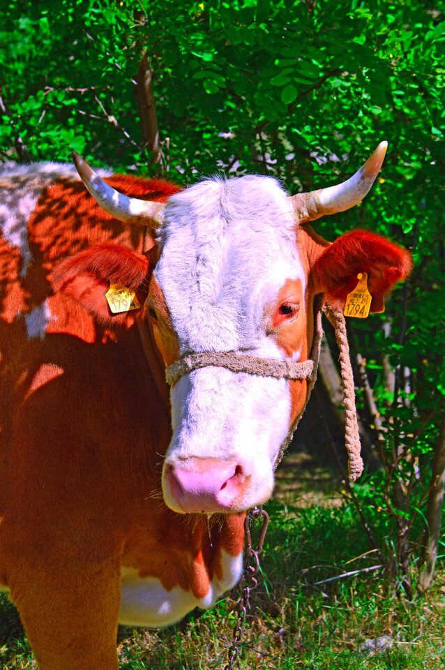 Milk spotted ungulates