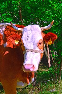 Milk spotted ungulates