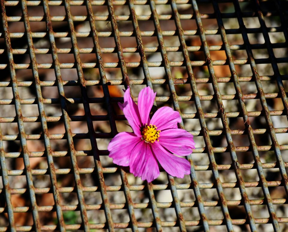 Rusty iron weathered