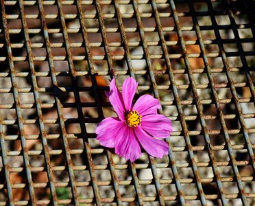 Rusty iron weathered