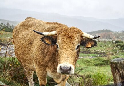 Beef horns cattle