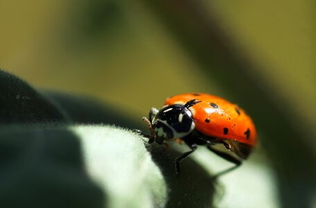Red spring bug photo