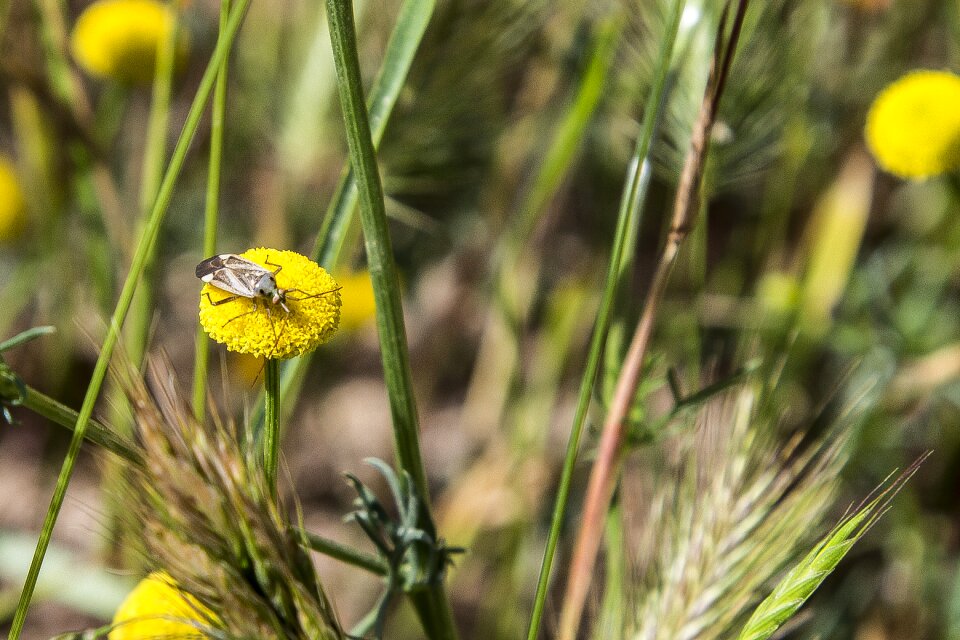 Summer yellow green