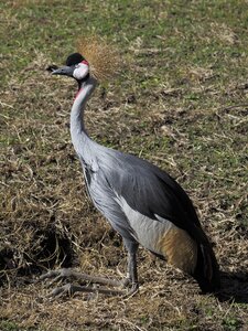 Crane plumage crowned photo