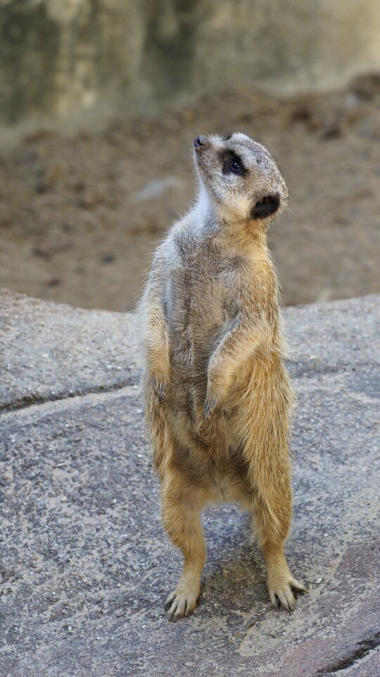 Zoo curious animals