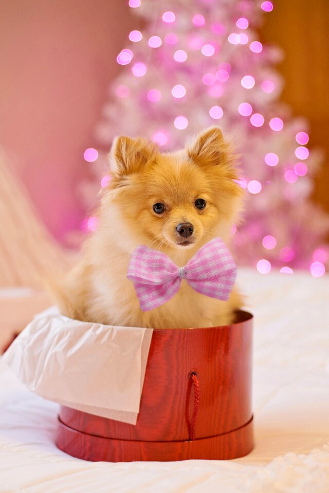 Gift present xmas