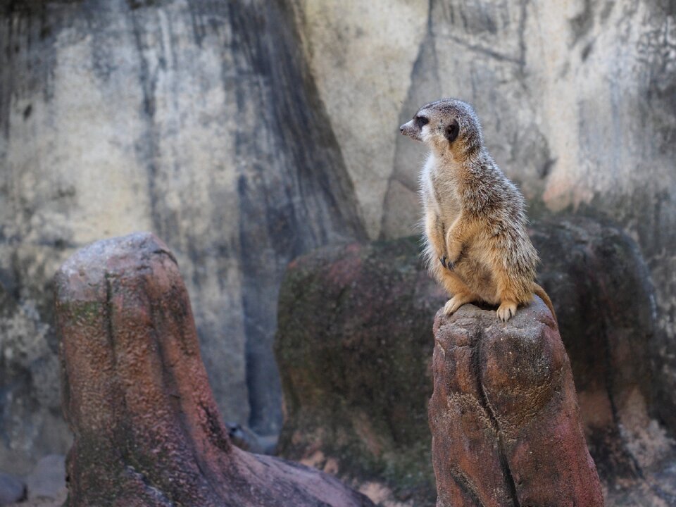 Zoo curious animals