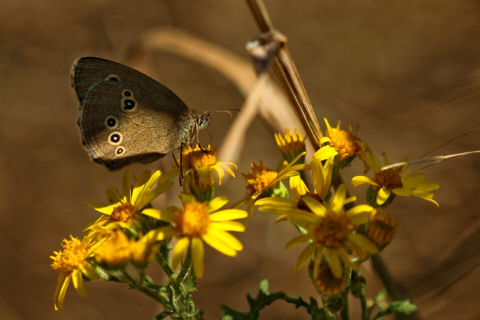 Butterflies jacobs cross herb nature