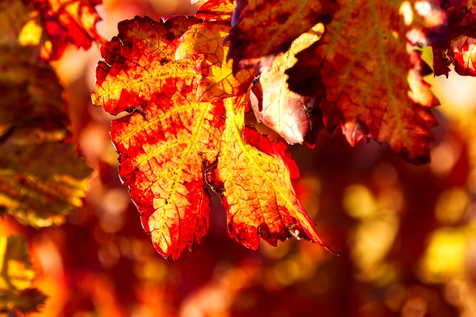 Autumn color nature autumn