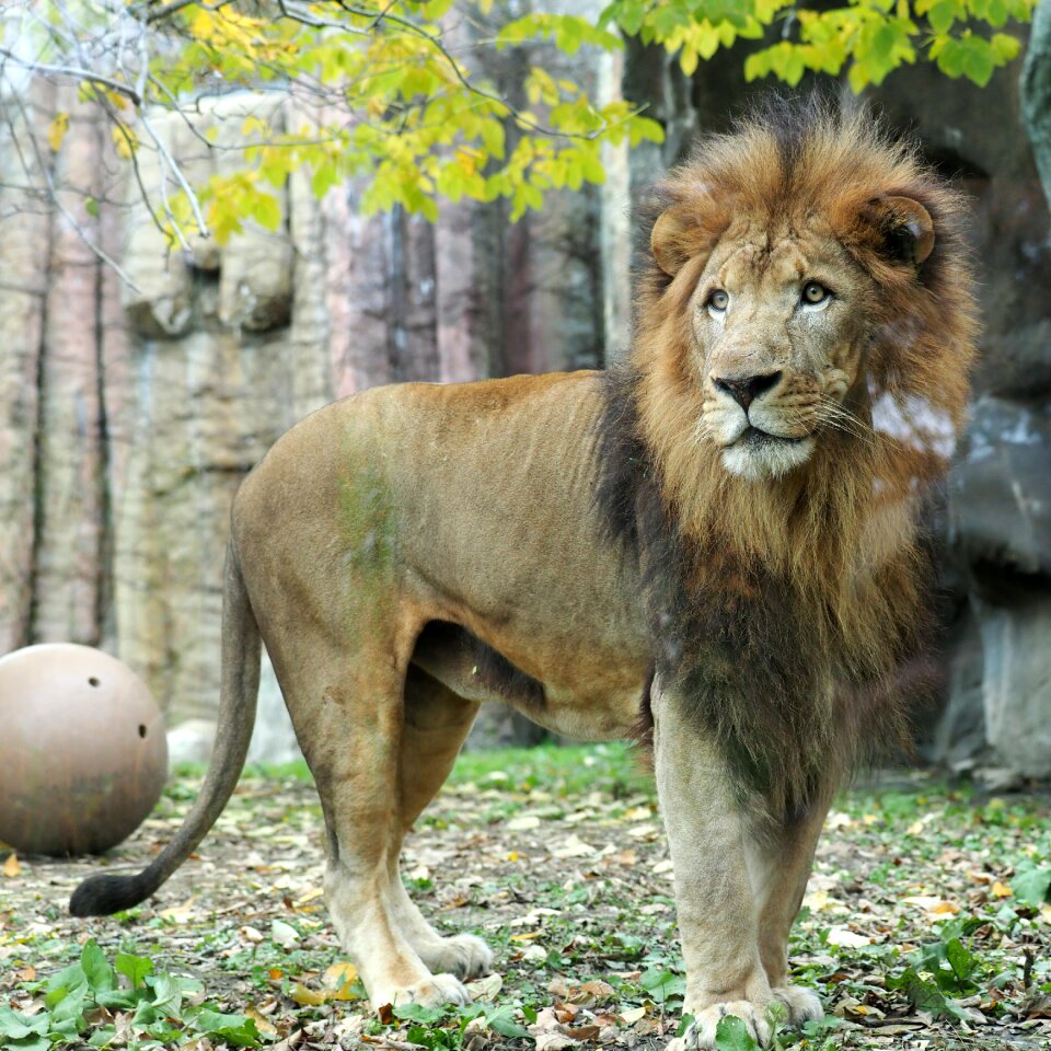 African lion zoo cat