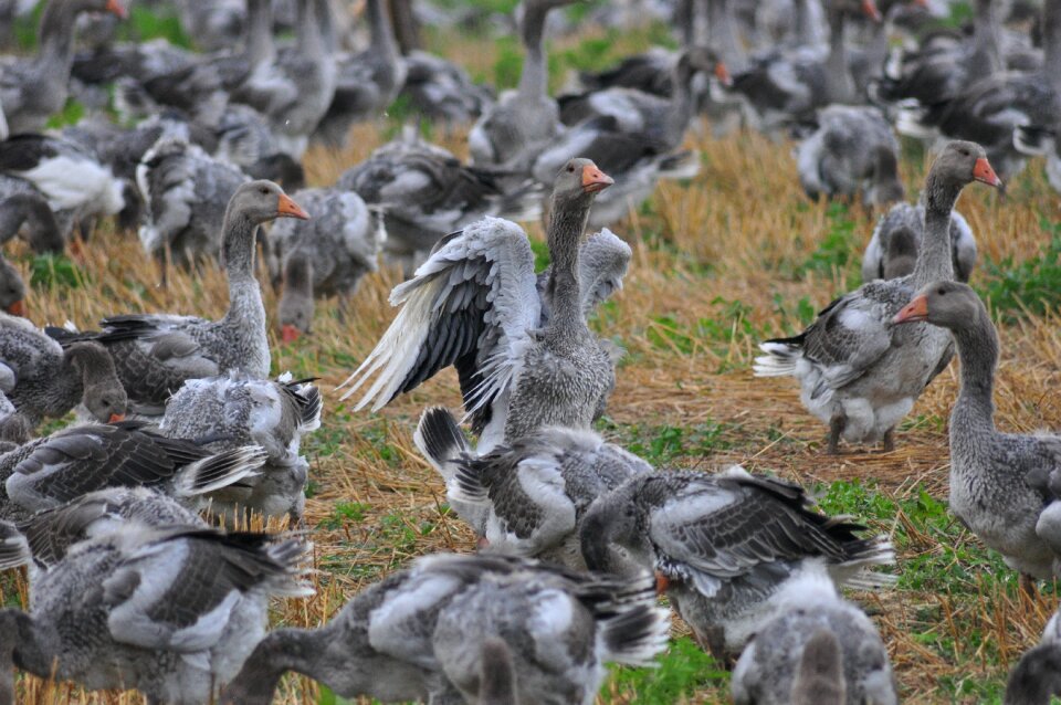 Field ducks gray field