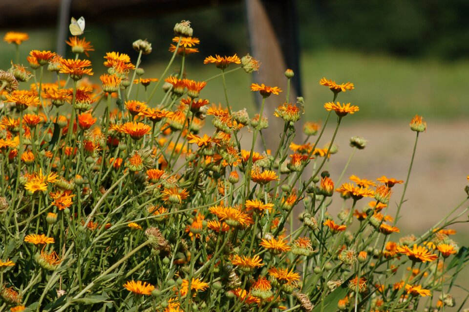 Calendula floral nature