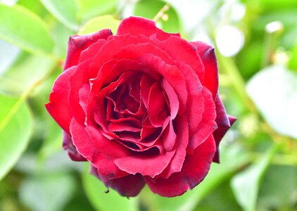 Roses flora nature