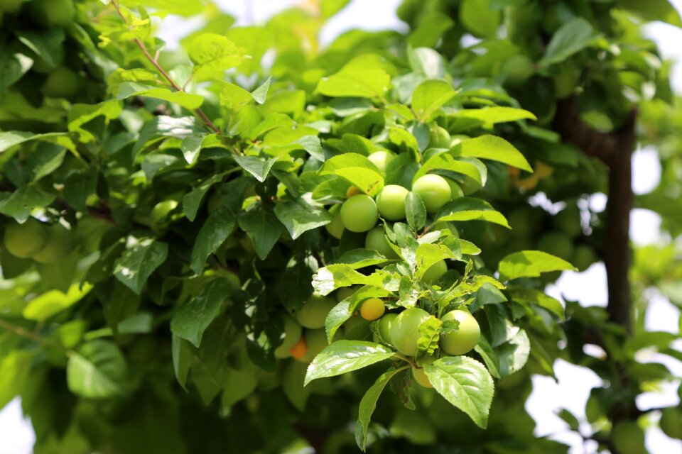 Nature fruits tree