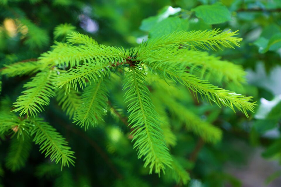 Nature pine tree plant