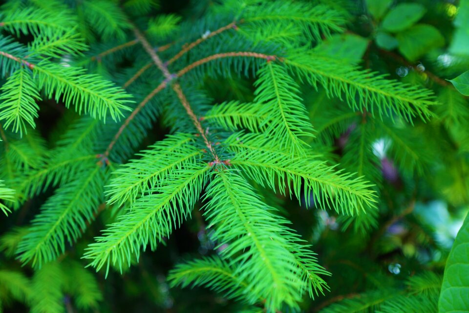 Nature plant forest