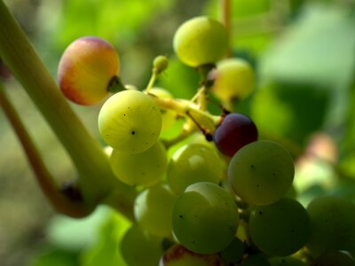 Grapevine wine fruit