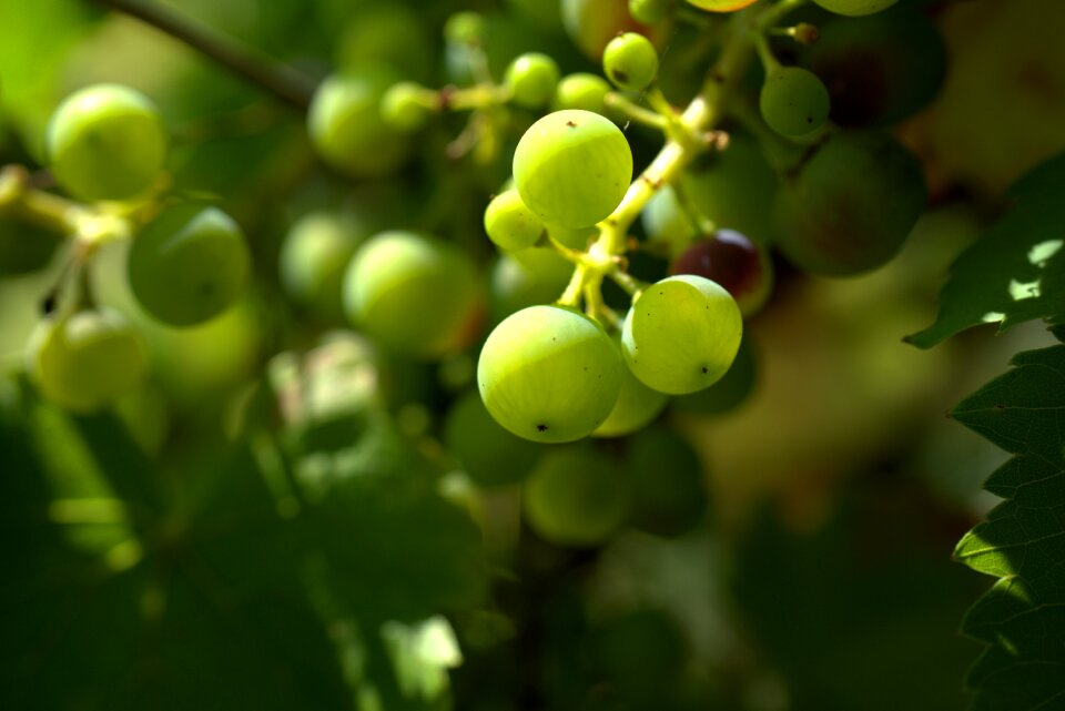 Wine fruit nature