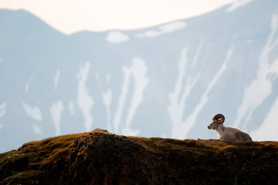 Wildlife nature mountains photo