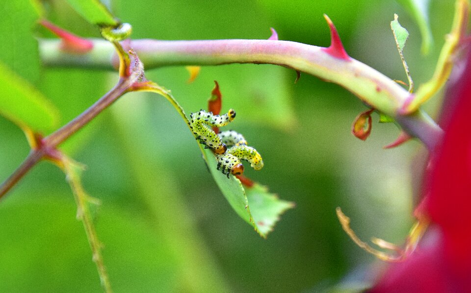 Caterpillars flora nature