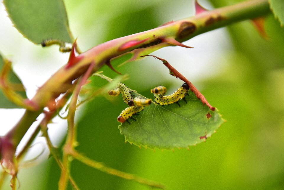 Caterpillars flora nature