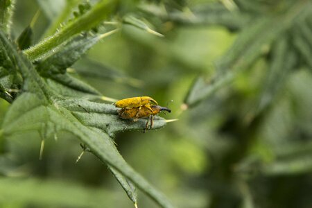 Animal green beetle