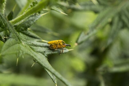 Animal green beetle photo