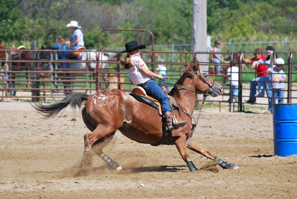 Rodeo horse appaloosa