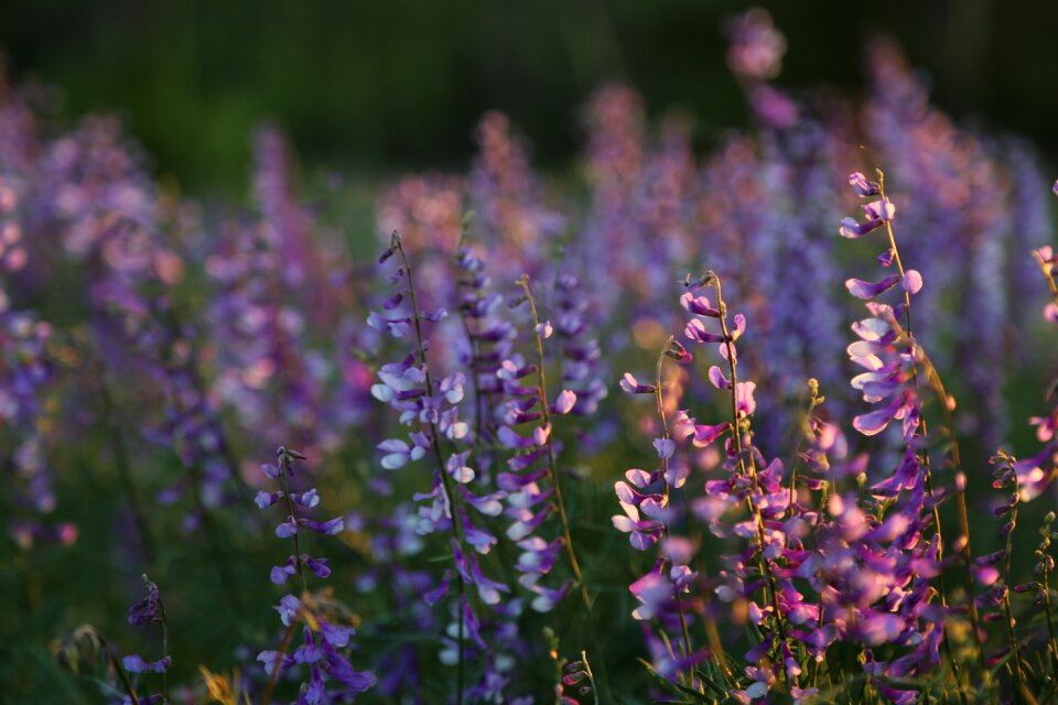 Nature flower plant