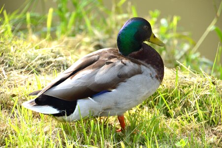 Fauna bird family anatidae